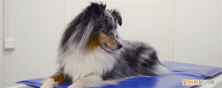 两个月狗狗白血球高吃什么药 狗狗白血球高代表什么