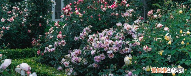 春节在家摆什么干花吉祥 过年摆什么干花的寓意好