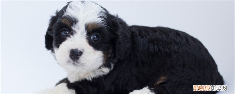 小狗肠炎打什么针 小狗肠炎不止一种类型