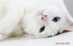 小猫用头蹭你什么意思,小猫一直用头蹭你是为什么,小猫用头蹭你的脸