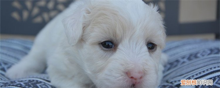 小狗单抗是什么 最好选择正规医院注射