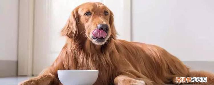 狗爪子起真菌了怎么办 药不能乱用!