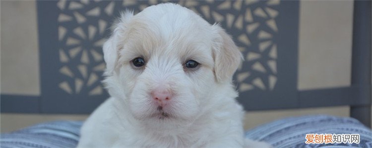 细小二次复发 狗狗细小好了之后还会复发?