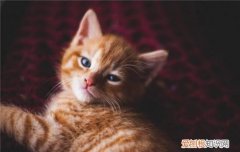 小奶猫拉肚子怎么办,小奶猫拉肚子吃什么药,小奶猫拉肚子但是吃东西怎么办