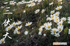 2023年初伏哪一天 2023年初伏是几号