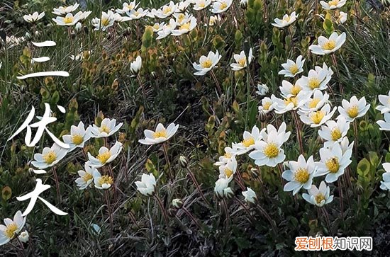 2023年初伏哪一天 2023年初伏是几号