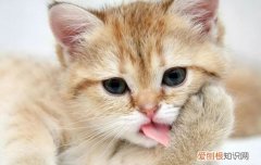 国产什么牌子的猫粮好 国产猫粮什么牌子好,国产猫粮哪个好,国产猫粮哪个牌子特别好