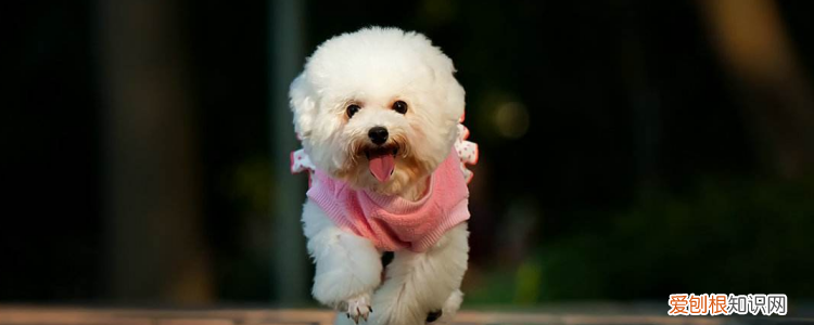 狗狗感冒是什么样子 可以正确判断狗狗感冒吗?