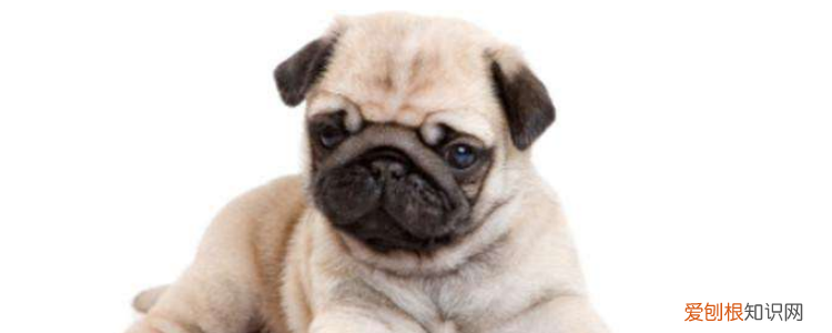 狗尿血吃什么药物治疗 这些是可以吃的药,你都知道了吗?