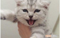 小猫不爱吃东西,没精神是怎么了 小猫不吃东西一直叫,小猫不吃东西怎么办,小猫不吃东西没精