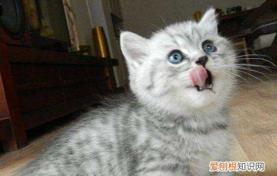 小猫快死的时候有什么征兆 小猫快死的时候什么样,小猫快死时的症状,小猫快死的时候什么样