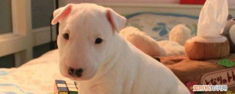 狗的脑炎前兆 你知道吗