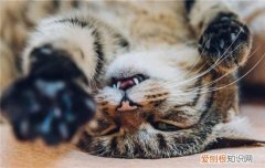 怎么样摸猫猫 如何正确摸猫咪,正确的摸猫方法,如何正确撸猫