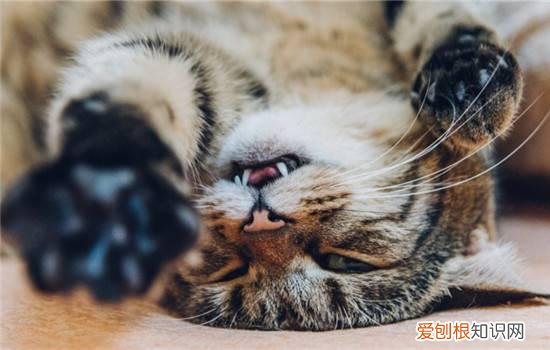 怎么样摸猫猫 如何正确摸猫咪,正确的摸猫方法,如何正确撸猫