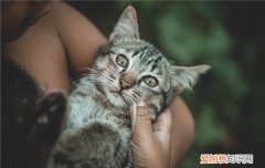 怎么样摸猫比较舒服 怎么摸猫猫会开心,怎么摸猫会比较舒服,怎么摸猫它比较舒服