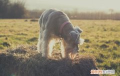 狗身上有小黑点渣渣 是怎么回事