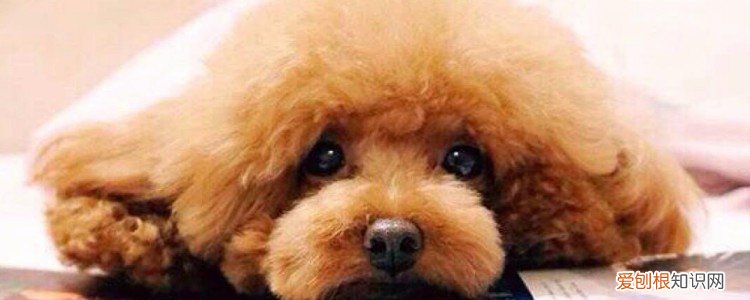 狗异物堵塞肠胃症状 要立即送往医院治疗啊!