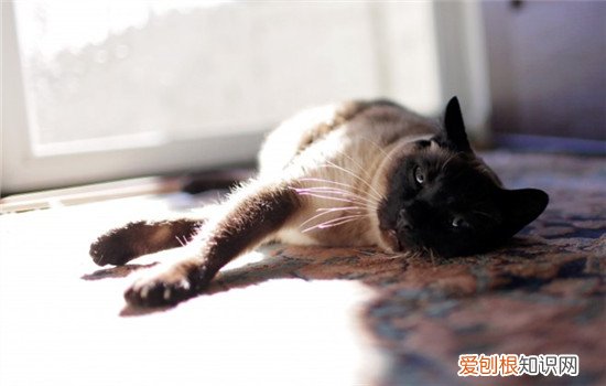 天气热猫咪胃口不好不吃猫粮,天气热猫咪胃口不好怎么办,天气热猫咪胃口不好拉肚子