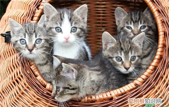 猫咪会想起妈妈吗 小猫想念猫妈妈的表现,小猫找猫妈妈的表现,小猫会想念猫妈妈吗