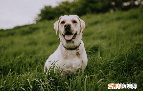 狗狗身上有红点还痒 毛囊炎要注意了!