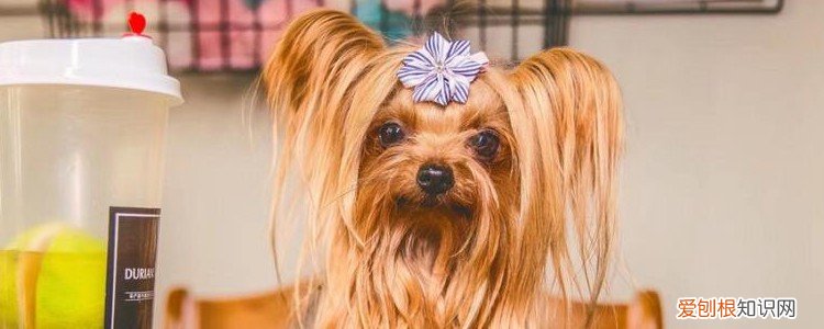 狗狗趴蹄是什么样子 狗狗趴蹄要及时治疗哦!