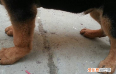 狗狗趴蹄是什么样子 狗狗趴蹄要及时治疗哦！