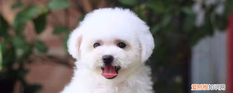 比熊第一胎能生几个 健康狗狗才是重点!