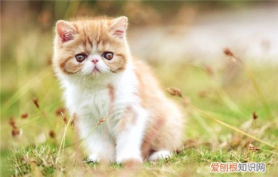 加菲猫流眼泪频繁正常吗,加菲猫爱流眼泪正常吗,加菲猫总流眼泪正常吗