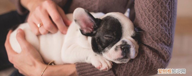 被小奶狗咬破皮要不要打针 都9102了还没有正确认识狂犬病?