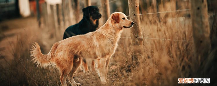 被家狗咬不打针是常事 狂犬病一旦感染死亡率100!