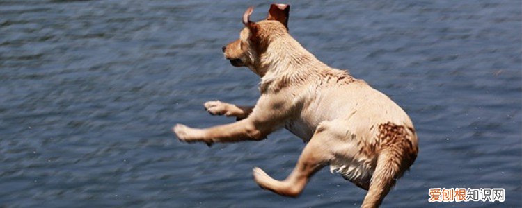 狗狗刚吃了饭就吐了 狗狗刚吃完饭就吐了怎么回事