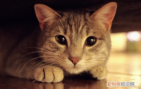 猫被打的不敢动了 猫被打到不敢动,猫被打到动不了怎么办,猫被打得不动了怎么办