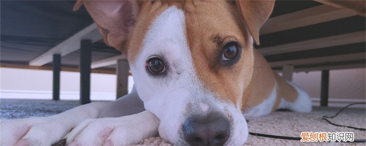 狗狗抽搐是什么原因,该如何治疗 要对症下药
