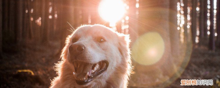 狗狗眼眶周围红肿 狗狗过敏要注意了！