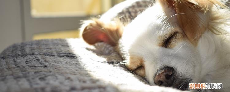 狗脚垫脱皮露肉了 该怎么办?