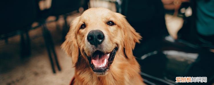 狗狗被蜱虫咬三天瘫痪 宠主们一定要注意啦！