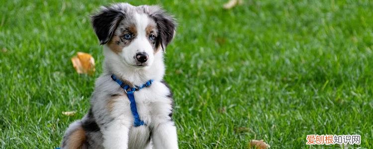 狗狗耳螨小妙招 持之以恒的护理才能杜绝耳螨