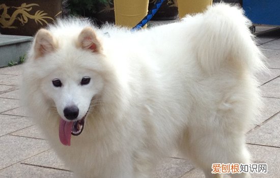 给狗狗绝育好吗 给狗狗绝育好处多着呢!