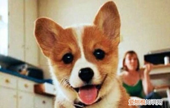 给狗狗绝育好吗 给狗狗绝育好处多着呢!