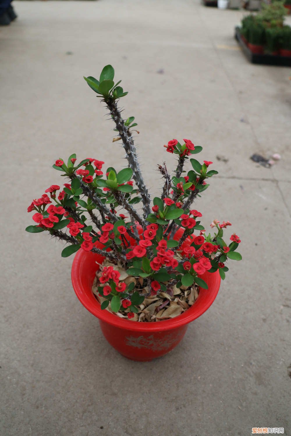 虎刺梅怎么养啊 小基督虎刺梅怎么养