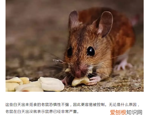 老鼠的习性，老鼠的生活习性