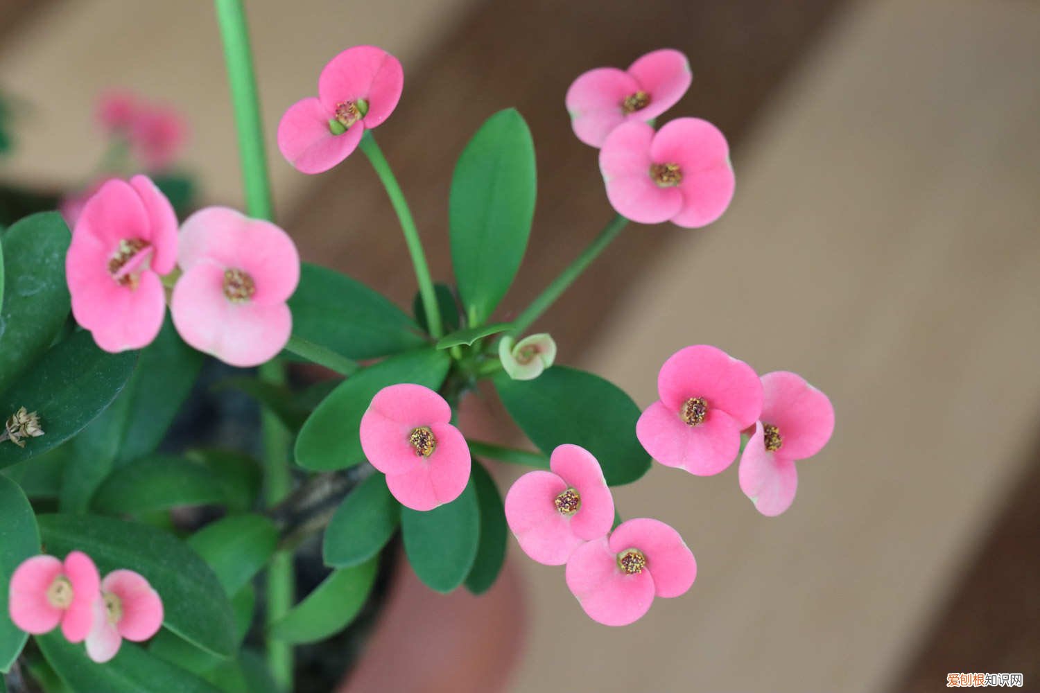 虎刺梅烂根茎茎杆枯萎用什么防治 怎么预防虎刺梅烂根