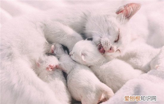大猫小猫能一起养吗,大猫生的小猫能一起养吗,小猫可以和大猫一起养吗