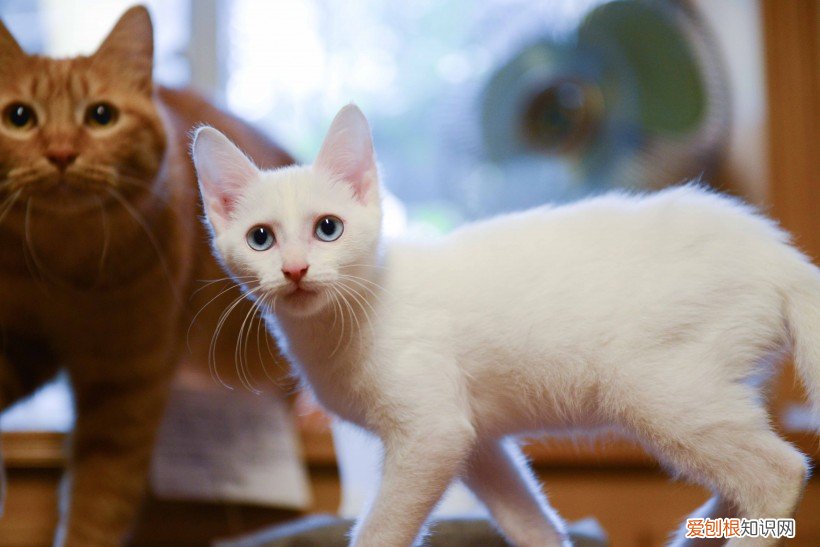 大猫小猫能一起养吗,大猫生的小猫能一起养吗,小猫可以和大猫一起养吗