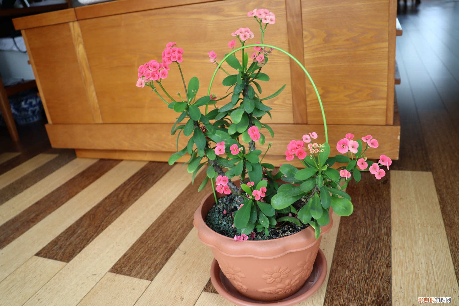 虎刺梅过冬最底温度?能底于几度 虎刺梅怎么过冬