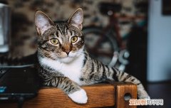 为什么有的猫很粘人有的猫很高冷 猫突然粘人预示什么,为什么高冷猫突然粘人,猫突然粘人是