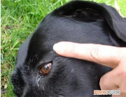 狗狗断气后复活 狗狗休克短期该如何抢救?