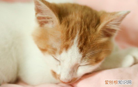 怎么检测猫粮好坏 怎么拿水测猫粮好坏,怎么测试猫粮好不好,怎么测试猫粮好坏