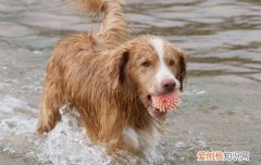 狗狗指甲出血会自愈吗 狗狗的自愈能力很强哦！
