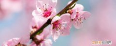 春节摆桃花是什么寓意 过年摆桃花的寓意